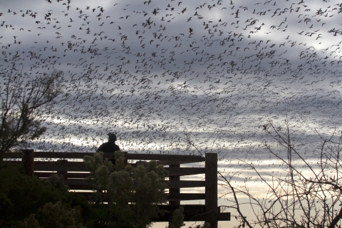 Person standing on viewing platform looking at flock of flying birds.