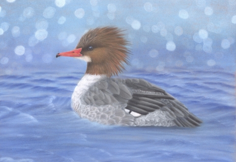 Common Merganser Painting 
