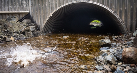fish splashing in a stream by an arched culvert