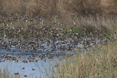 A flock of ducks flying off a wetland.