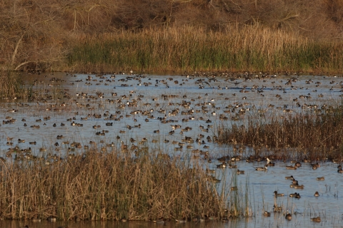 Numerous ducks swimming on a wetland.