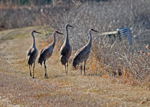 Four sandhill cranes standing beside a managed impoundment.