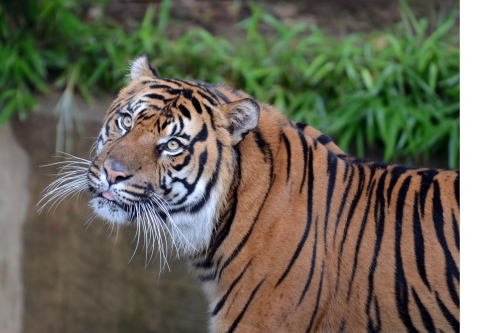 A tiger looks to the side of the camera, with vegetation in the background
