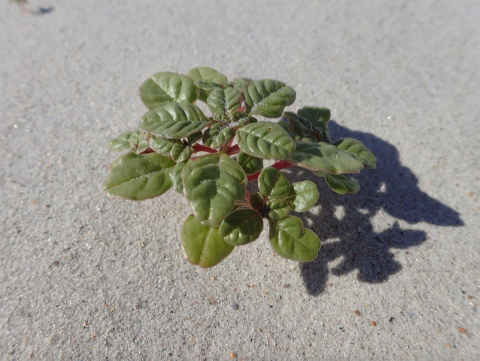 Green, low plant with rounded leaves and a red stem is growing by itself over sand.