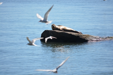 A seal resting on a rock, with terns flying on Falkner Island