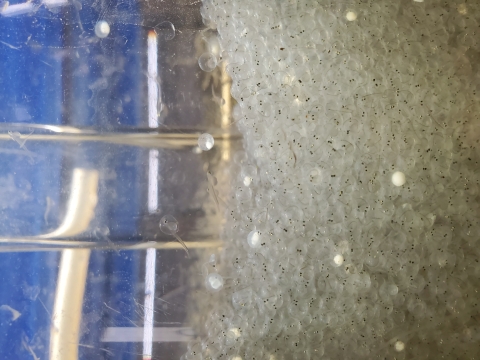 American shad eggs hatching in egg jar