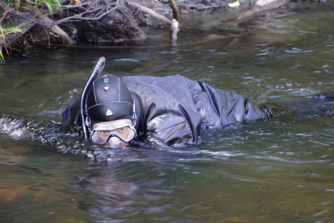 Fisheries technician conducting a river snorkel survey for fish estimates.