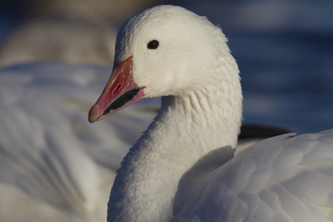 Close-up photo of a snow goose's head and neck.