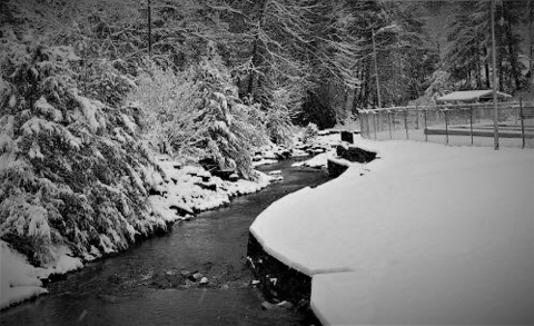 A black and white photo of a creek running with snow covered land and trees on either side.