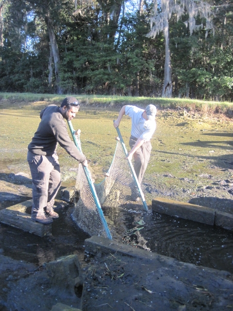Staff seining pond kettle during harvest