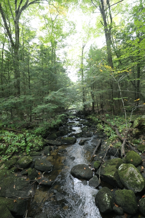 A stream flows gently through a wooded forest. 