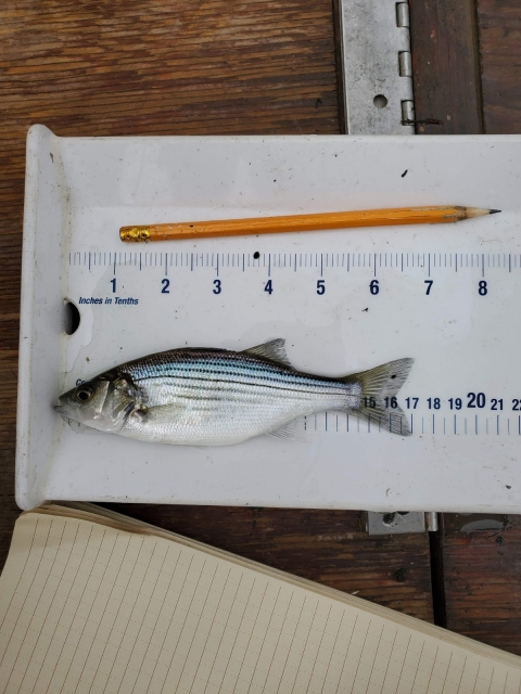 Phase 2 striped bass