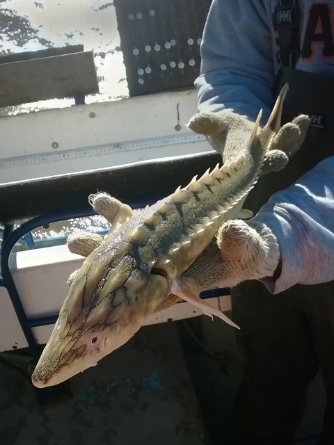 A person holds a small, green, spiky fish in their hands