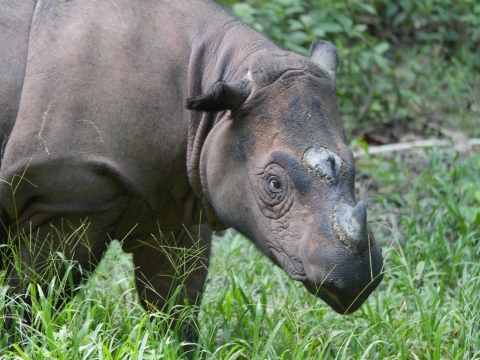 Sumatran rhino looking off to the side, on grassy area
