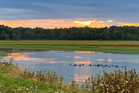 In the foreground, duck resting in a wetland. In the distance, the sun rising over a forest