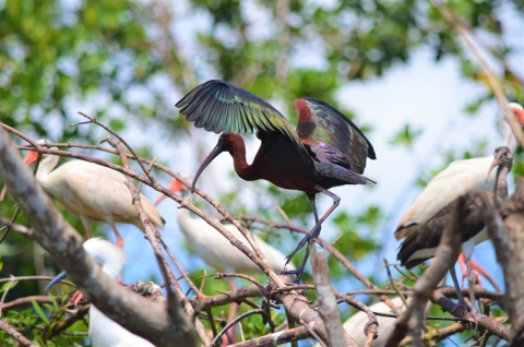 An image of a glossy ibis landing in a tree.