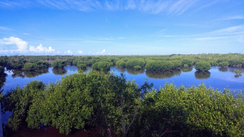 An image of mangrove habitat from an elevated prespective.