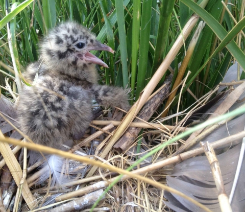 Downy chick in nest in grassy vegetation