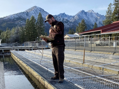 A Service Veterinarian examines the health of juvenile salmon at Leavenworth National Fish Hatchery
