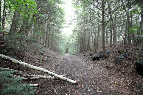 A trail leads through a hemlock forest. A few fallen birch trees lay across the side of the trail. 