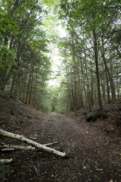 A trail leads through a hemlock forest. A few fallen birch trees lay across the side of the trail. 