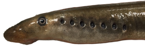 a brown shiny fish with gill holes