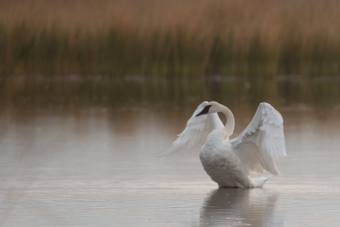 Tundra swan prepares to fly out of a wetland on a calm, gray morning. 