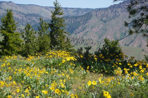 Yellow balsamroot flowers and pine trees on a mountain ridge