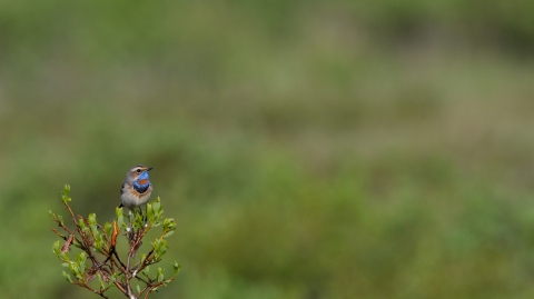 Bird with blue throat and brown body perched atop a small shrub 