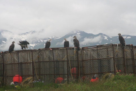 Five bald eagles sit atop crab pots with mountains in the background