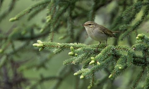 Gray and brown bird perched atop a pine tree branch