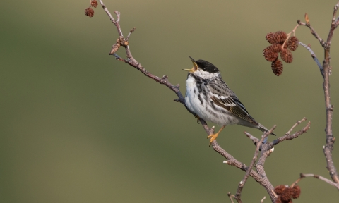 Small bird with black head and white head and body sings from a branch of a tree