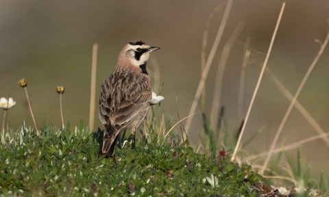 Bird with black and white head and brown body sits on the tundra