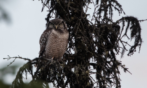 Owl with black and brown barring on its chest sits atop a spruce tree