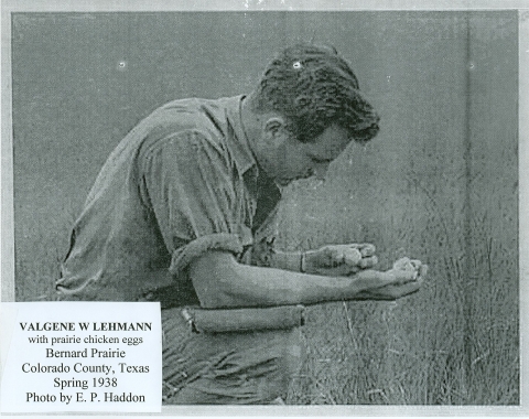 Old photo of biologist crouched in the prairie examining prairie-chicken eggs.