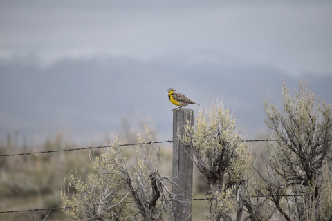 Western meadowlark sitting on fencepost, with snowy mountains in the background.