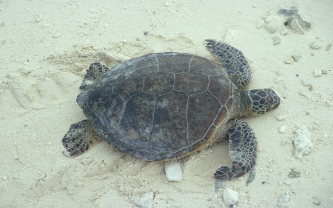 Green sea turtle laying on the beach