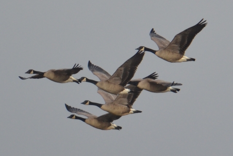 A flock of dusky Canada geese fly over Ankeny National Wildlife Refuge
