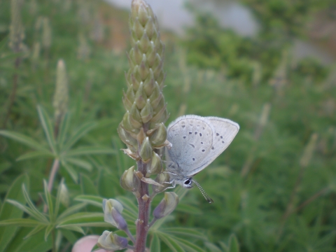 Fender's blue butterfly on Kincaid's lupine