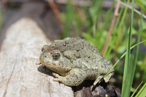 Wyoming toad released in 2018
