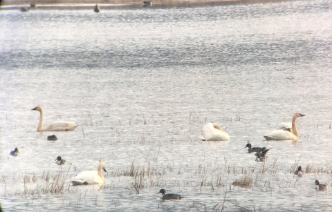 White swans and brown pintail ducks in open water, with sparse browned vegetation