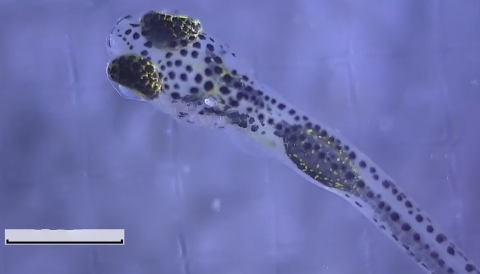 Front half of a small spotted fish