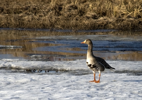 White-fronted Goose standing on ground with patchy snow in Kanuti Refuge.