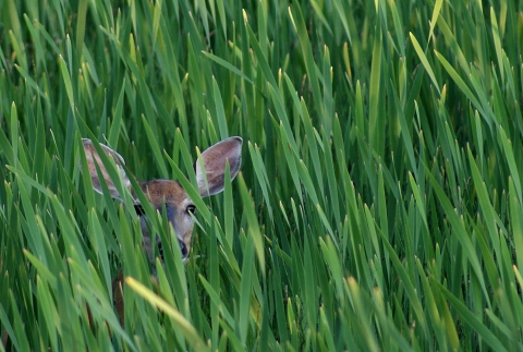 White-tailed deer in cattails.