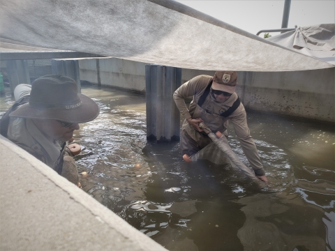 USFWS staff are seining in a raceway to collect fish
