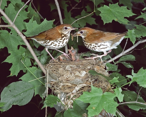 Two wood thrushes on nest in tree