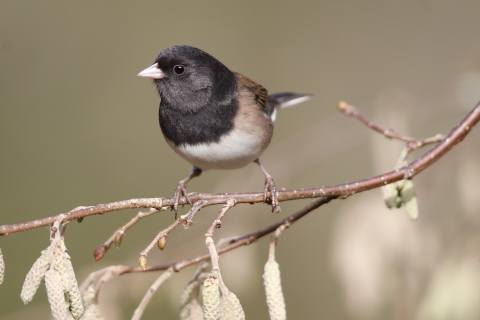 A dark eyed junco sits on the branch of a filbert tree