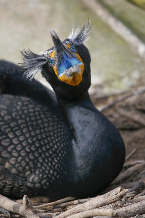A double-crested cormorant in breeding plumage shows its full blue mouth