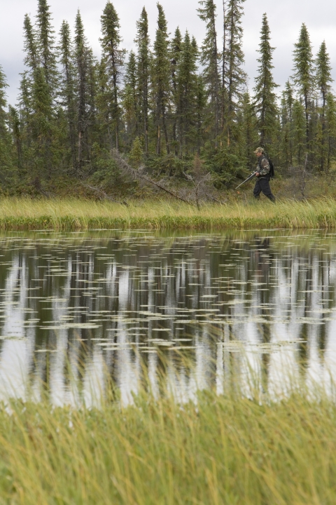 a man holding a rifle walks along the edge of a pond, with spruce trees in the background