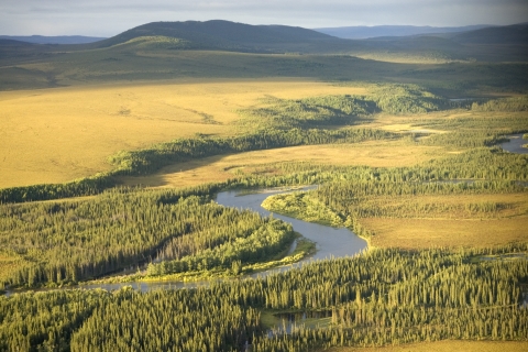aerial view of a curving stream lines with spruce trees. Hills are in the background.